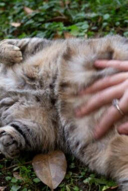 Ciri-Ciri Kucing Hamil dan Masa Kehamilan yang Perlu Diketahui Pemilik