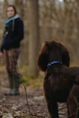 Tips Trekking ke Gunung Bareng Anjing Kesayangan