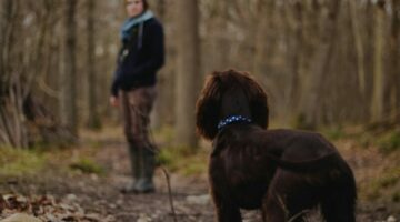 Tips Trekking ke Gunung Bareng Anjing Kesayangan