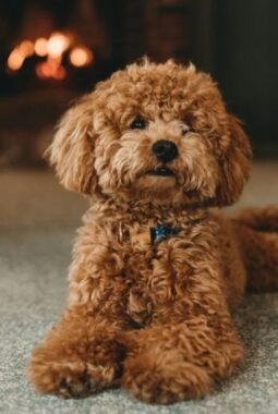 Cara Toilet Training Doggy Agar Tidak Pipis Sembarangan