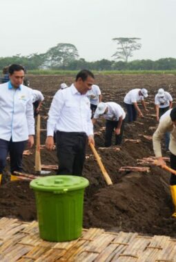 Wapres Gibran Tinjau Panen Raya Tebu dan Program Swasembada Gula di Kebun Jolondoro Banyuwangi