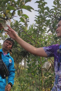 BINUS @Malang Kembangkan Inovasi Teknologi Atasi Penyakit dan Hama pada Apel Manalagi