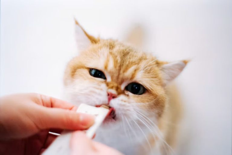 Vitamin Kucing untuk Menjaga Kesehatan Kulit dan Bulu