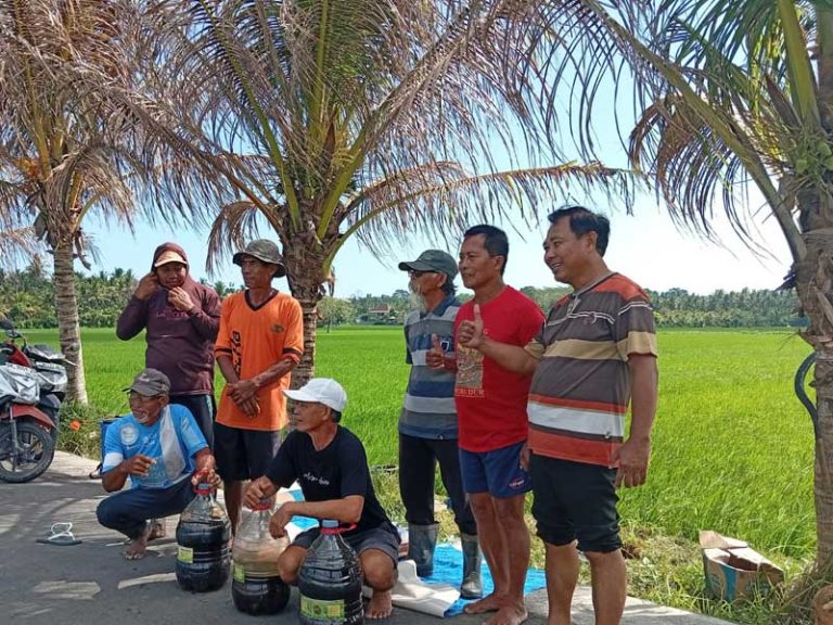 Fakta Menarik: Dari Penyemaian ke Panen, Demplot Organik di Desa Tukadaya jadi Contoh Budidaya Ramah Lingkungan